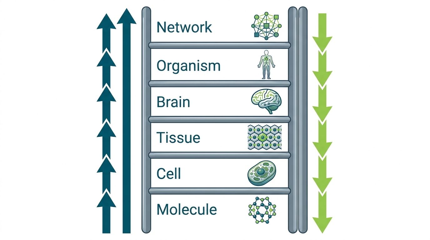 A ladder of biological complexity from molecules to organisms