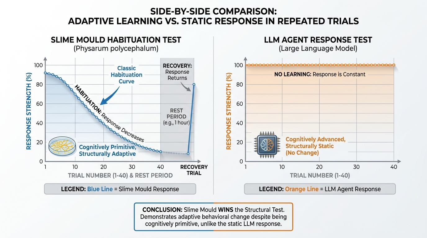 Slime mould versus LLM agent on a habituation test — slime mould shows declining response over repeated stimuli (genuine habituation), LLM shows flat response (no structural memory).